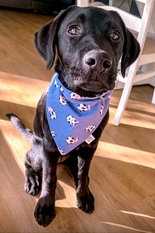Cow Bandana